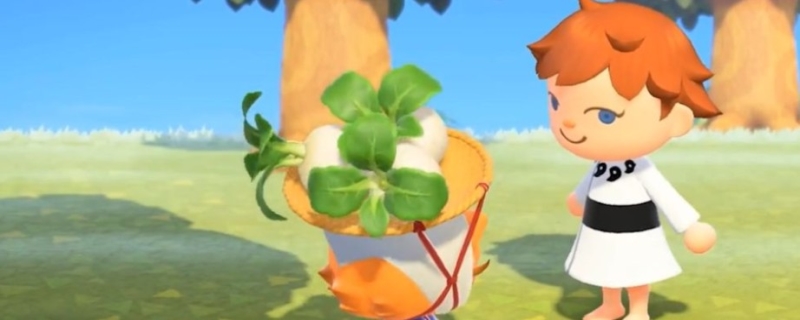 动森怎么种大头菜