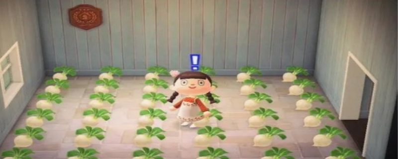 动物森林大头菜几点到几点